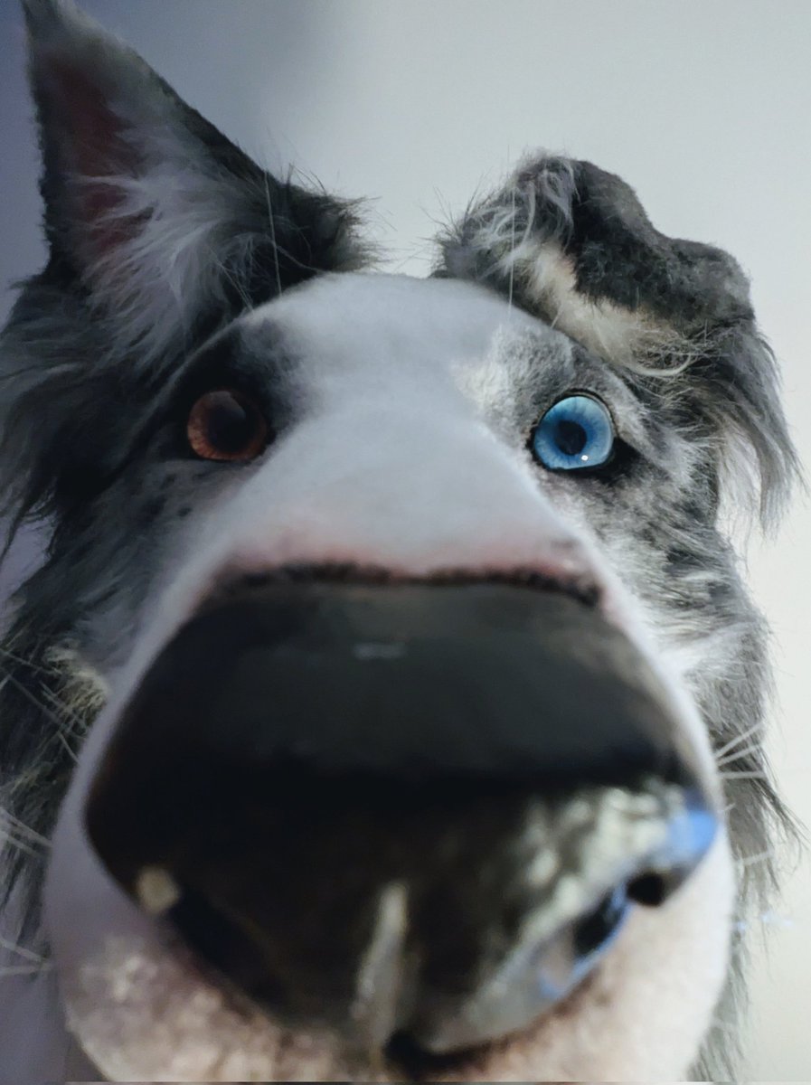 DOCorDOG's tweet image. *Sniff sniff sniff*

🧵🪡 @smallyuXP