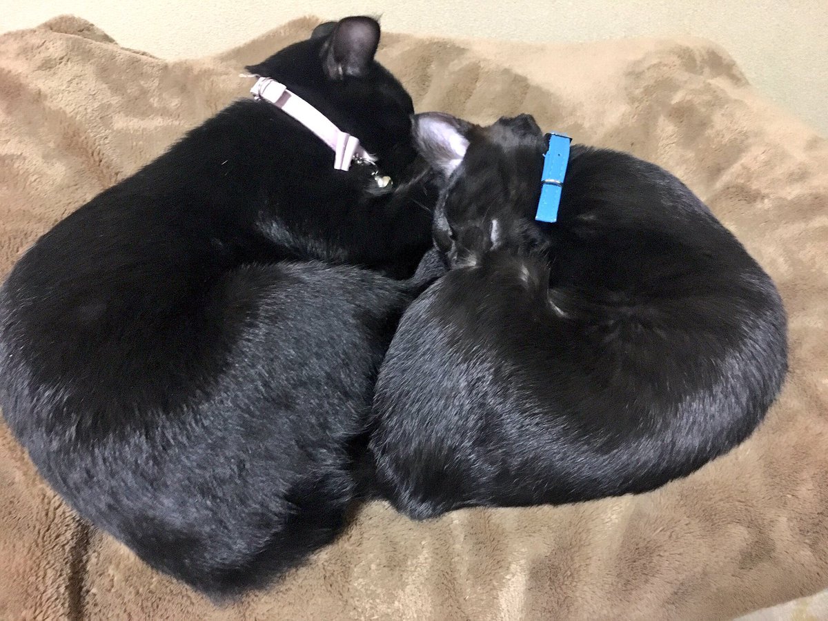 maigo_oleo's tweet photo. #世界猫の日 #猫

我が家の超かわいい猫たちみて https://t.co/XBVd401piw