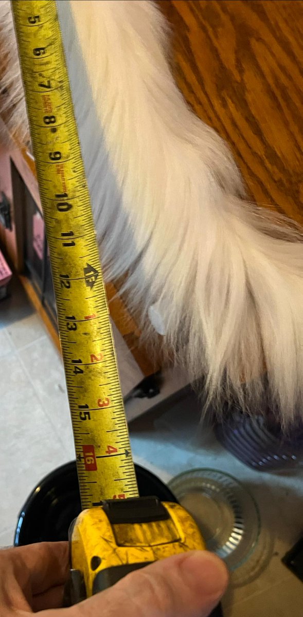 The world record for domestic cat tail length is 16.07 inches. I cannot get an accurate measure of Dima, but it’s pretty damn close. Her tail is not even straight in this picture