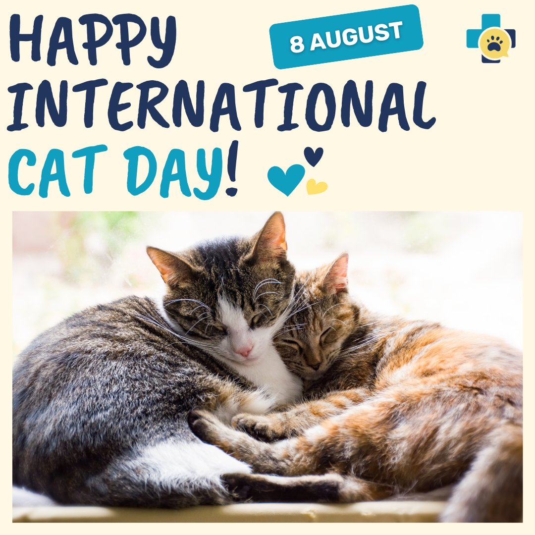 PangoVet's tweet photo. Happy #InternationalCatDay! 🐈💛 https://t.co/zuEQBkBwOQ