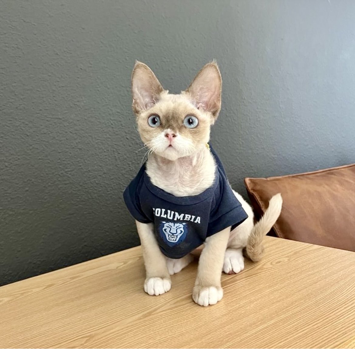 EE_ColumbiaSEAS's tweet image. Another rainy day in #NYC so let’s brighten your day with kitties 🐱
Happy #InternationalCatDay from Electrical Engineering alum Valen Liang BS’20, MS’21 and her cat Dobby!  @CUSEAS 
#ColumbiaEngineering #internationalcatday