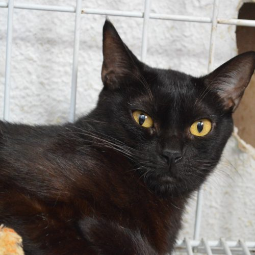 catlandrescue's tweet image. Tailandês está determinado: quer ser escolhido por você e ganhar a família dos seus sonhos. Ele merece muito essa chance, que tal vir conhecê-lo?

adote@catland.org.br