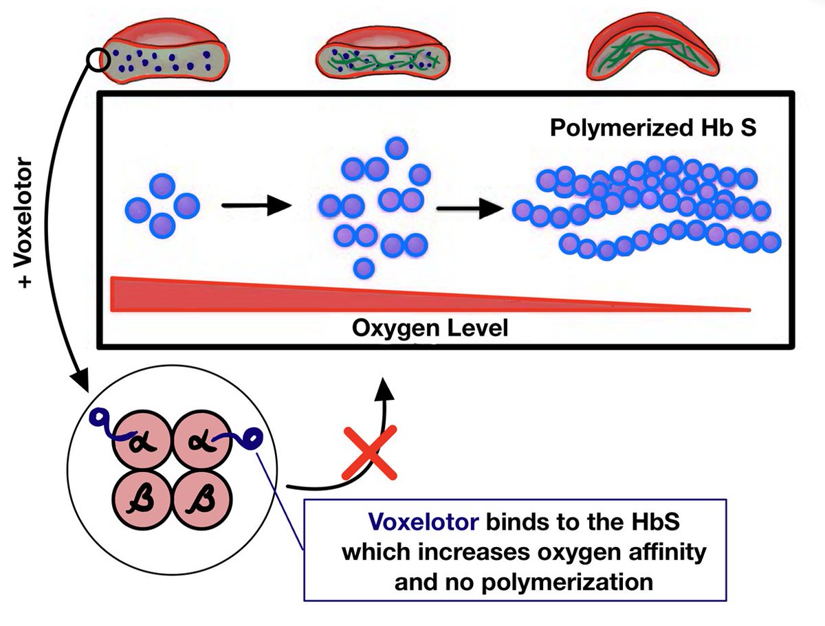 The mechanism of VOXELOTOR in preventing sickling