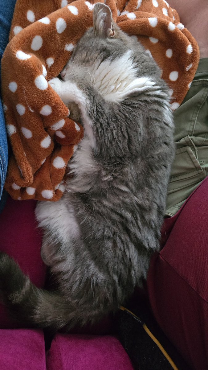 IamSarahStevens's tweet photo. @Number10cat Her favourite thing to do. #InternationalCatDay https://t.co/lFdMUbSQ92