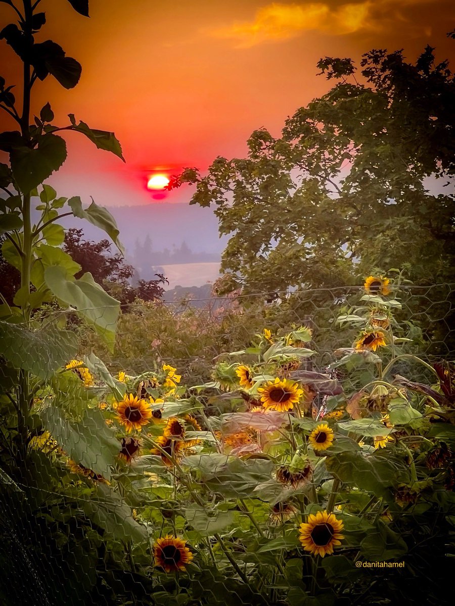 Good morning and happy Thursday all nature and photography lovers!😁👋🏻

QP your warm toned photos.

Here’s mine: Last night’s smoky sky sunset.🌅🌻

#WarmTones