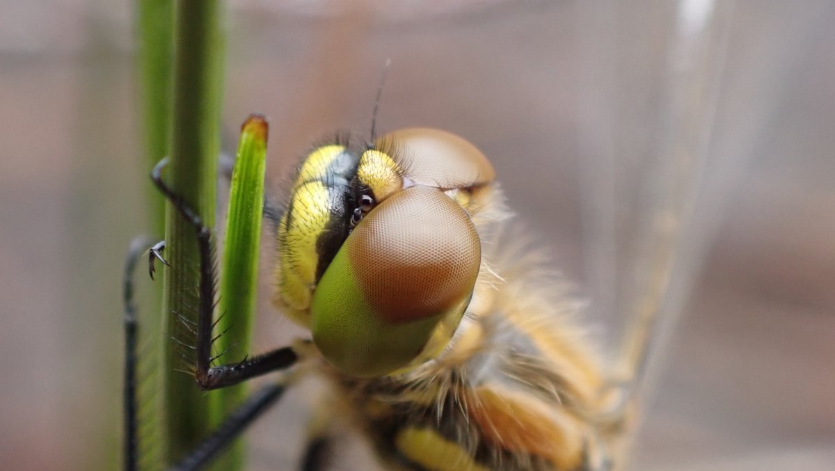 Dragonfly eyes are amazing! Each compound eye (they have three smaller eyes too called ocelli) have up to 30,000 hexagonal facets called ommatidia. They have all round vision and can see a wide range of colours.