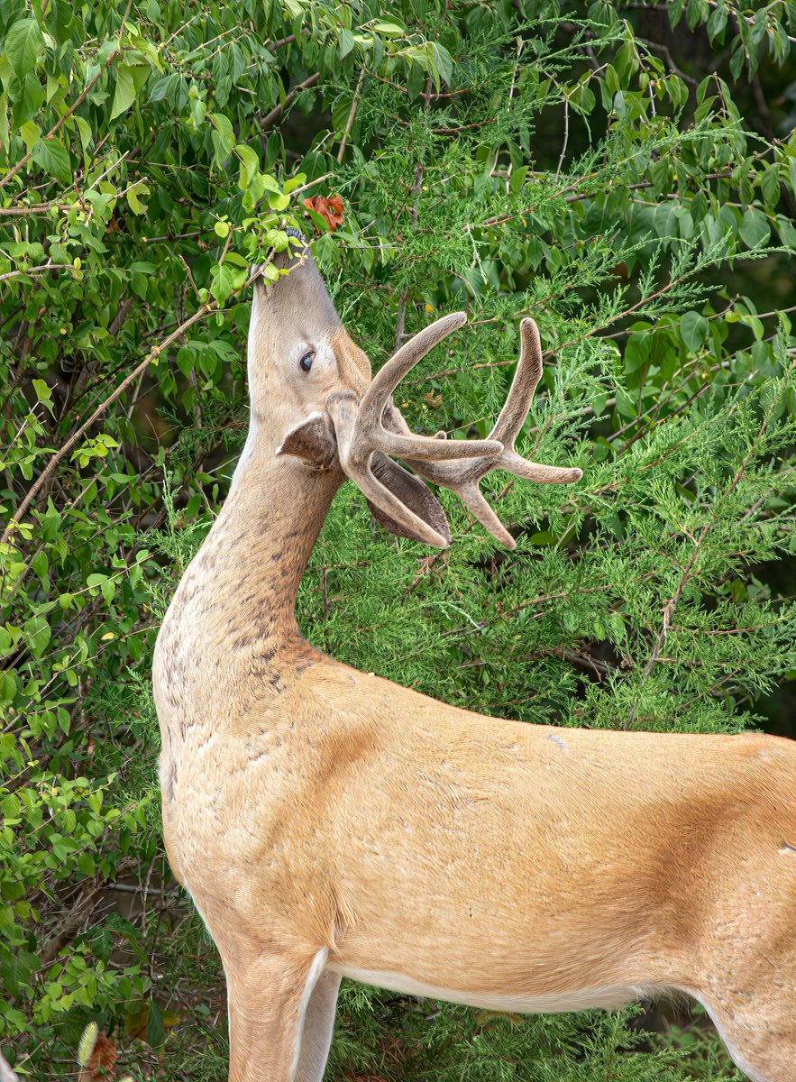 For Evening: "A Quick Snack" tinyurl.com/4k34yaj8 #Missouri #Ozarks #deer