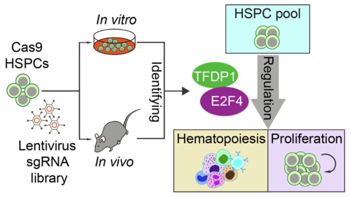 #CRISPRCas9 genetic screen reveals critical function of TFDP1 and E2F4 transcription factors involved in hematopoiesis.
 
Read more <a href="/Nature/">nature</a>: shorturl.at/O1mN9