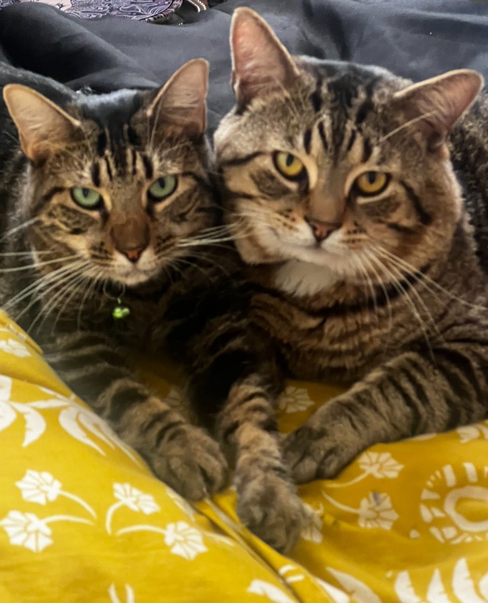 LightGoddess44's tweet photo. Ella Jade and Micah! 😻 #MyProtection #MyHeart #Love #Cats https://t.co/TlEwQT4PTS