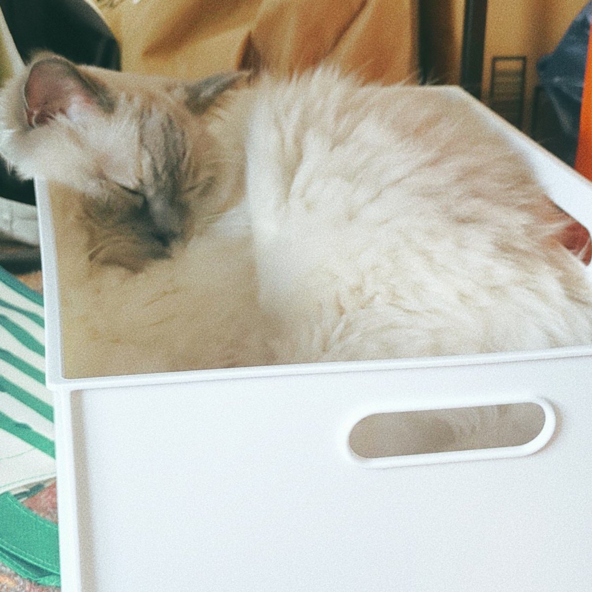 ragdoll_cotatsu's tweet photo. ヨモギさん
#世界猫の日 https://t.co/8c1s5fGqxB