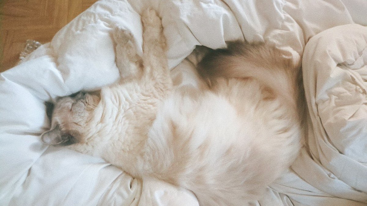 ragdoll_cotatsu's tweet photo. ヨモギさん
#世界猫の日 https://t.co/8c1s5fGqxB