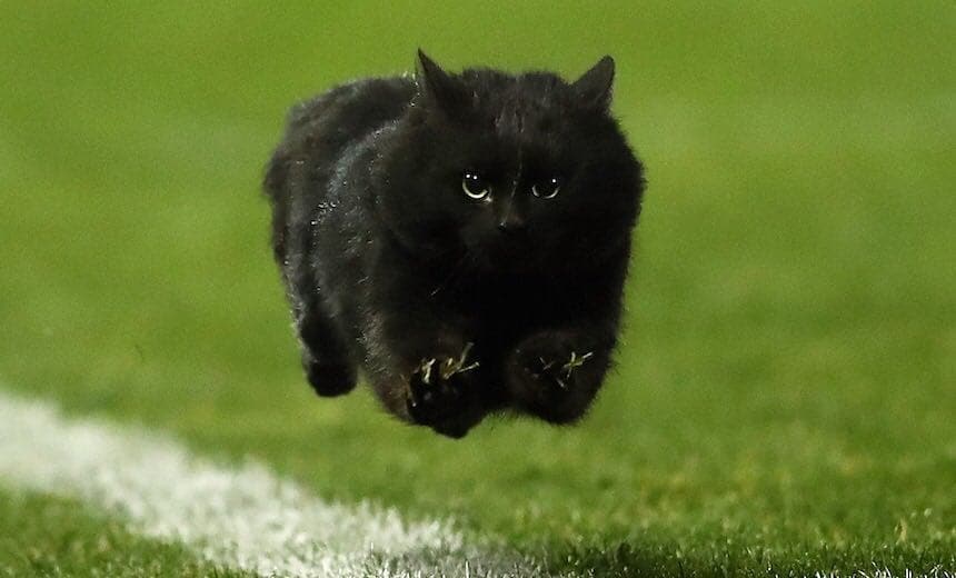 Punch Cat tweet media