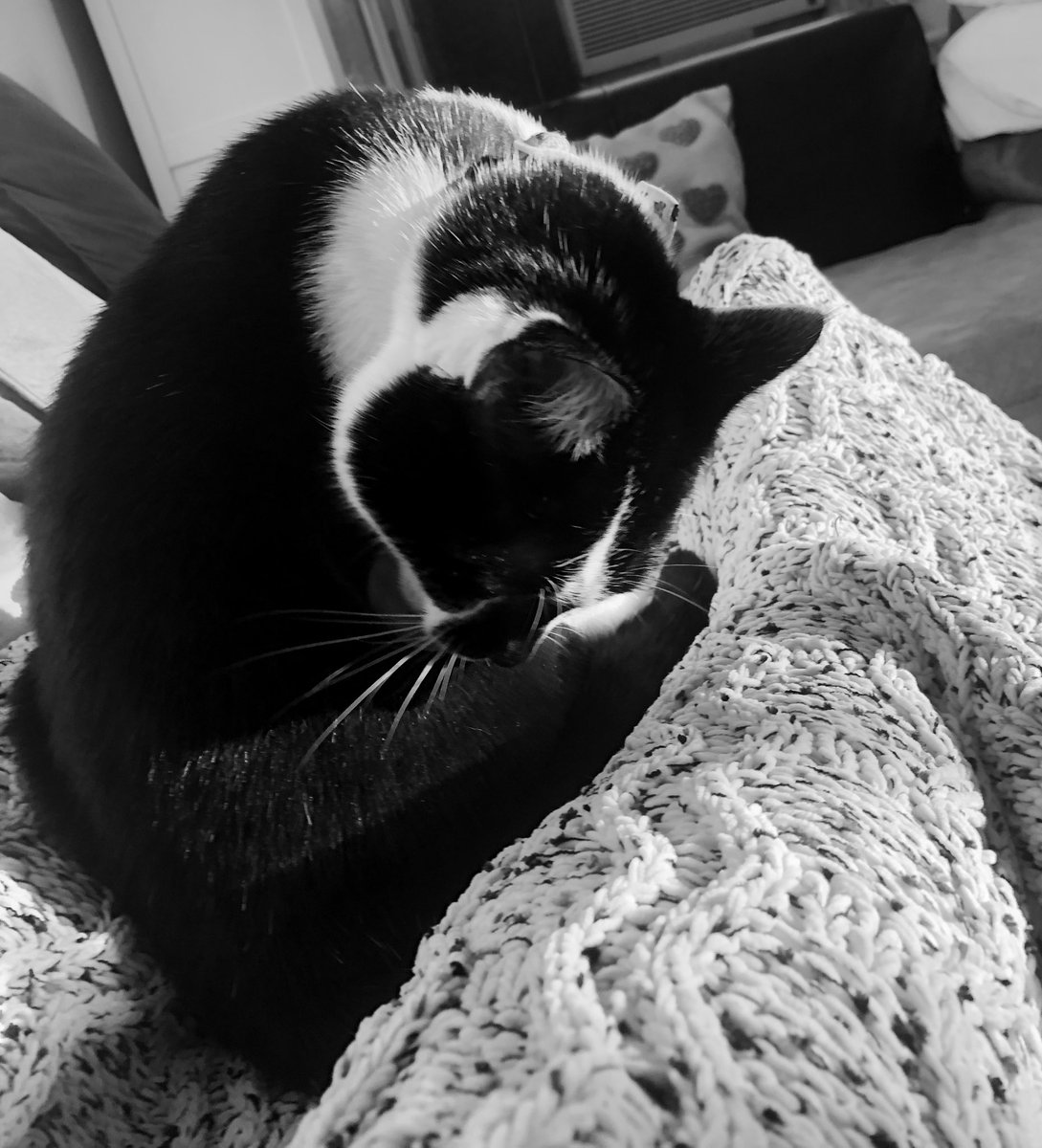 Happy International Cat Day!

#CatDay #ThursdayMorning #cats