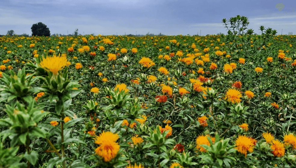 cignolihnos's tweet photo. El boom de los “biofuels”: el cártamo se suma a los cultivos energéticos con potencial en Argentina https://t.co/byZ6lBttgg @infocampoweb https://t.co/GGAD14ROGA