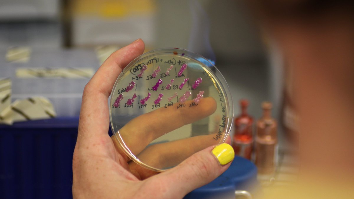 Statt Erdöl &amp; Acker: Ein Team der #CharitéBerlin hat neue Bakterienstämme entwickelt, die chemische Stoffe aus Industrieabfall produzieren können. So ließen sich z.B. #Bioplastik &amp; #Biokraftstoffe nachhaltiger herstellen. Viva la Fossilfreiheit! @lindlichs charite.de/forschung/pape…