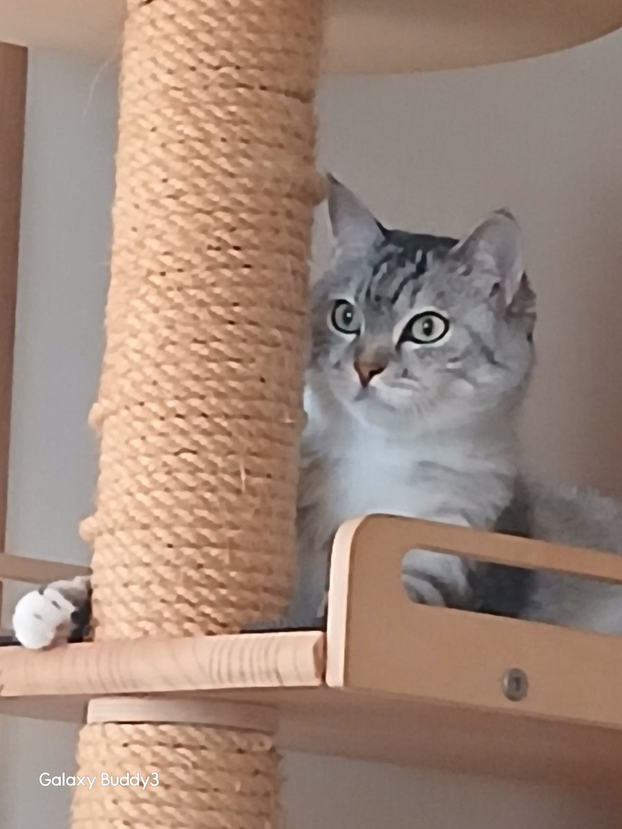 세계고양이의날 
우리딸 벌써 8살ㅠㅠ생일 축하해 🎉
사랑해 은옹아❣️
지금처럼만 건강하게 살자🙏