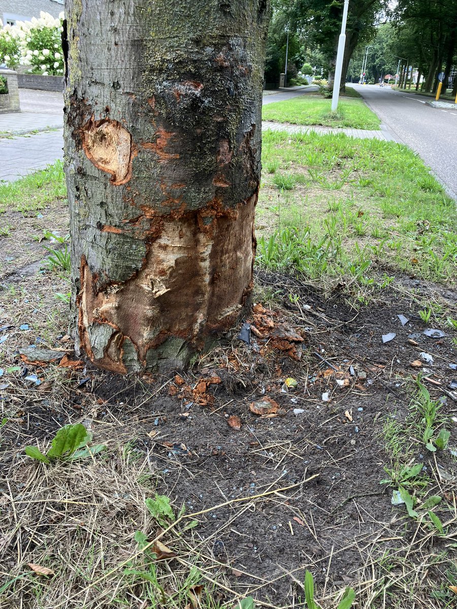 HarrySuilen's tweet photo. Je moet niet denken dat @gemeenteweert ook maar iets heeft om de #beuken op de #kazernelaan :
1. Vrachtwagen verbod: geen handhaving
2. Schade beuk door ongeval met auto : nog steeds geen wondverzorging na 4 dagen https://t.co/Rup0q0695Q