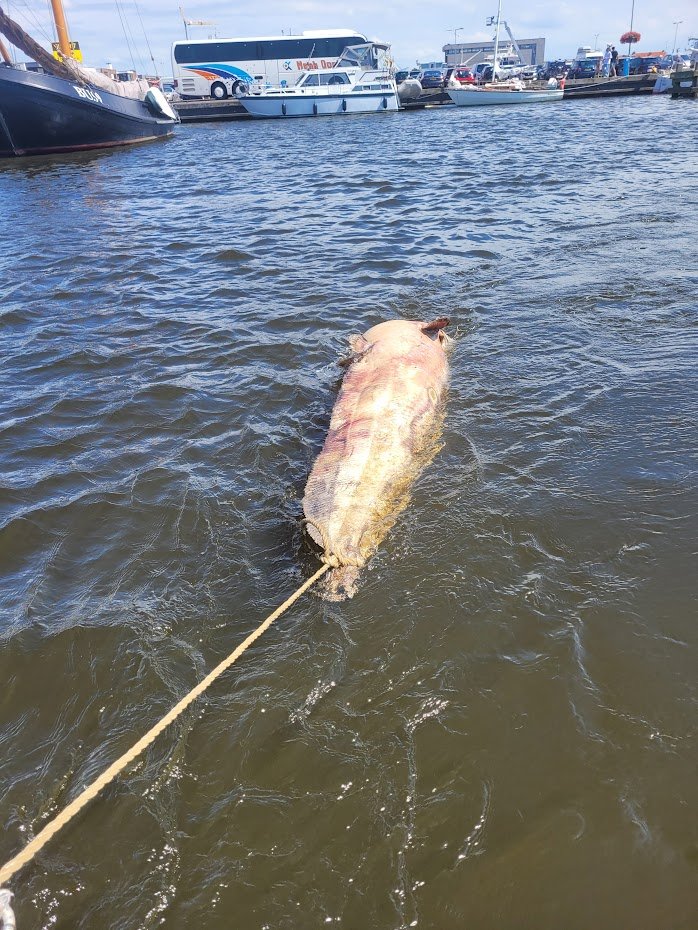 En dan drijft er zomaar opeens een grote meerval in de haven. Flink opgeblazen en behoorlijk stinkend... Wat doe je dan als havenmeester? Nou, we slepen de vis achter onze havenboot naar buiten en dienen de vis op als hoofdgerecht voor een kolonie meeuwen op de dijk 😀 Opgelost!