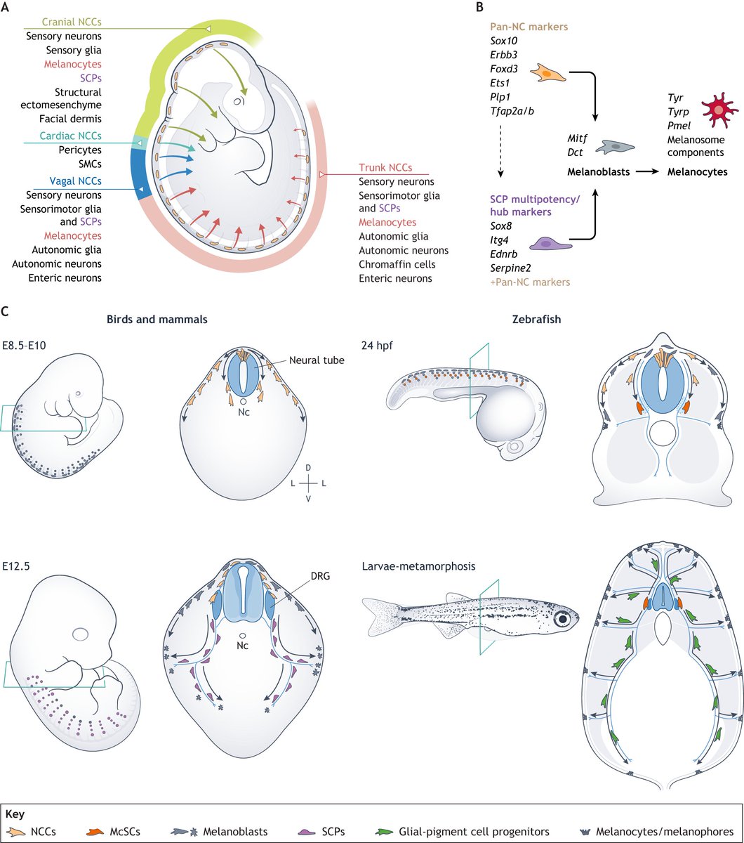Development (@dev_journal) on Twitter photo Melanocyte lineage dynamics in development, growth and disease
In this Review, @Alex_Brombin and Elizabeth Patton <a href="/EdinUni_IGC/">Institute of Genetics and Cancer</a> @MRC_HGU <a href="/EdinCRC/">Edinburgh Cancer Research</a> summarise the latest findings in melanocyte development, and how these mechanisms are co-opted in melanoma:
journals.biologists.com/dev/article/15⦠Melanocyte lineage dynamics in development, growth and disease
In this Review, @Alex_Brombin and Elizabeth Patton <a href="/EdinUni_IGC/">Institute of Genetics and Cancer</a> @MRC_HGU <a href="/EdinCRC/">Edinburgh Cancer Research</a> summarise the latest findings in melanocyte development, and how these mechanisms are co-opted in melanoma:
journals.biologists.com/dev/article/15ā¦