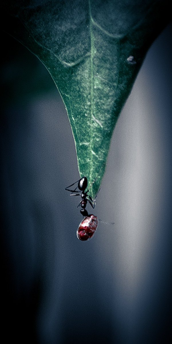 JainendraNahata's tweet photo. Never give up
#MacroPhotography
#MyPhotography
#ShotOnSnapdragon
#EditedInLightroom https://t.co/vrBwzxt2XJ
