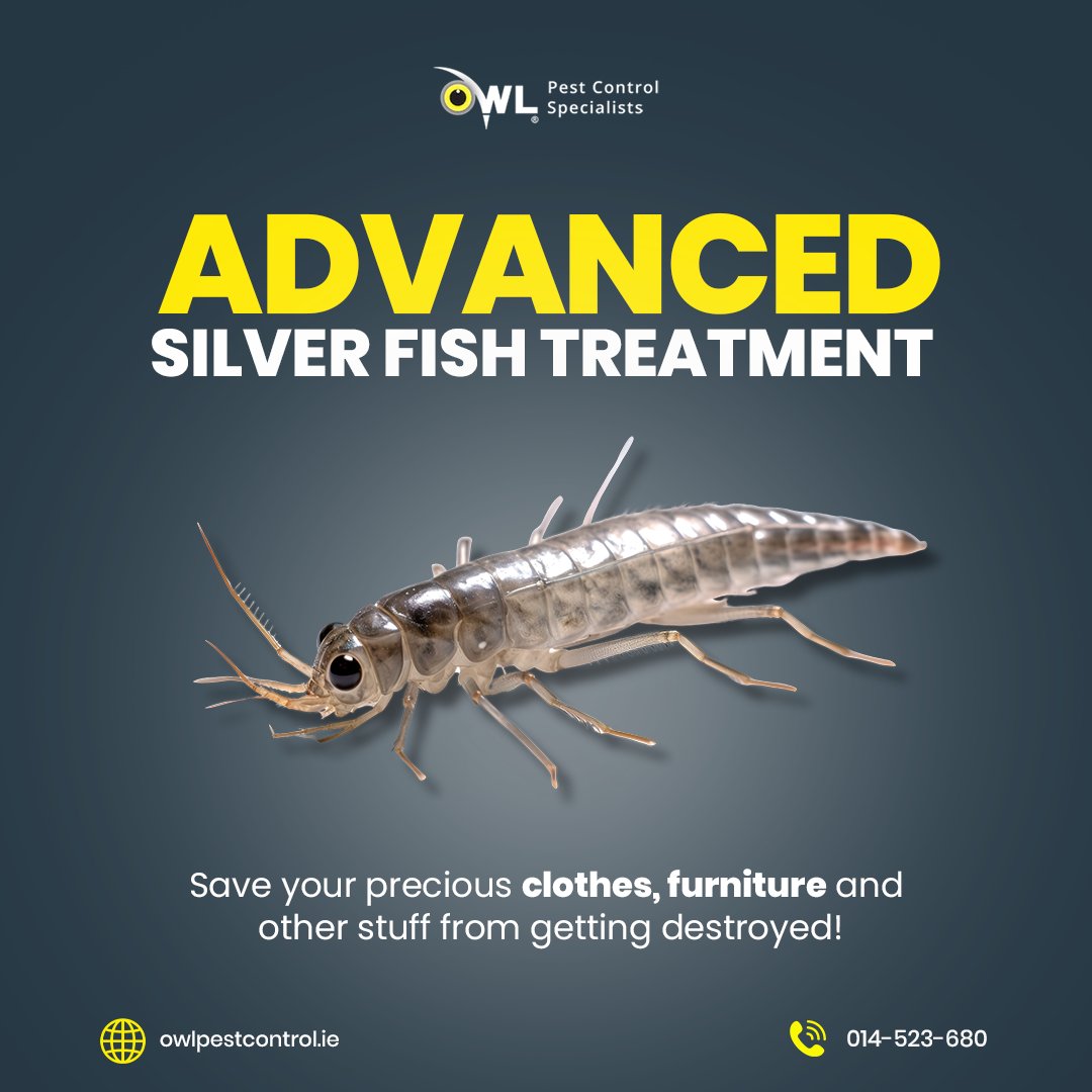 owlpestcontrol's tweet image. Protect Your Valuables! 

Silverfish can damage your clothes, furniture, and more. Owl Pest Control Dublin provides advanced treatment to keep your items safe.

Call us today! 📞 014-523-680

#owlpestcontrol #silverfishcontrol #dublin #pestsolutions #homecare