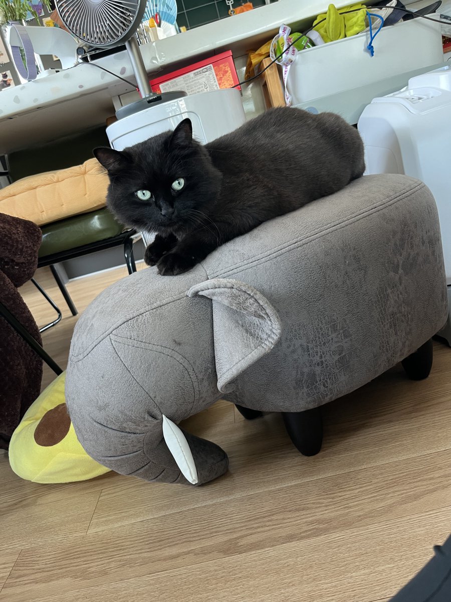 sodam83's tweet photo. 고양이 최고 고양이 만세 고양이 모두 행복해!!!
#세계고양이의날 #世界猫の日 https://t.co/E6hdarlD2P