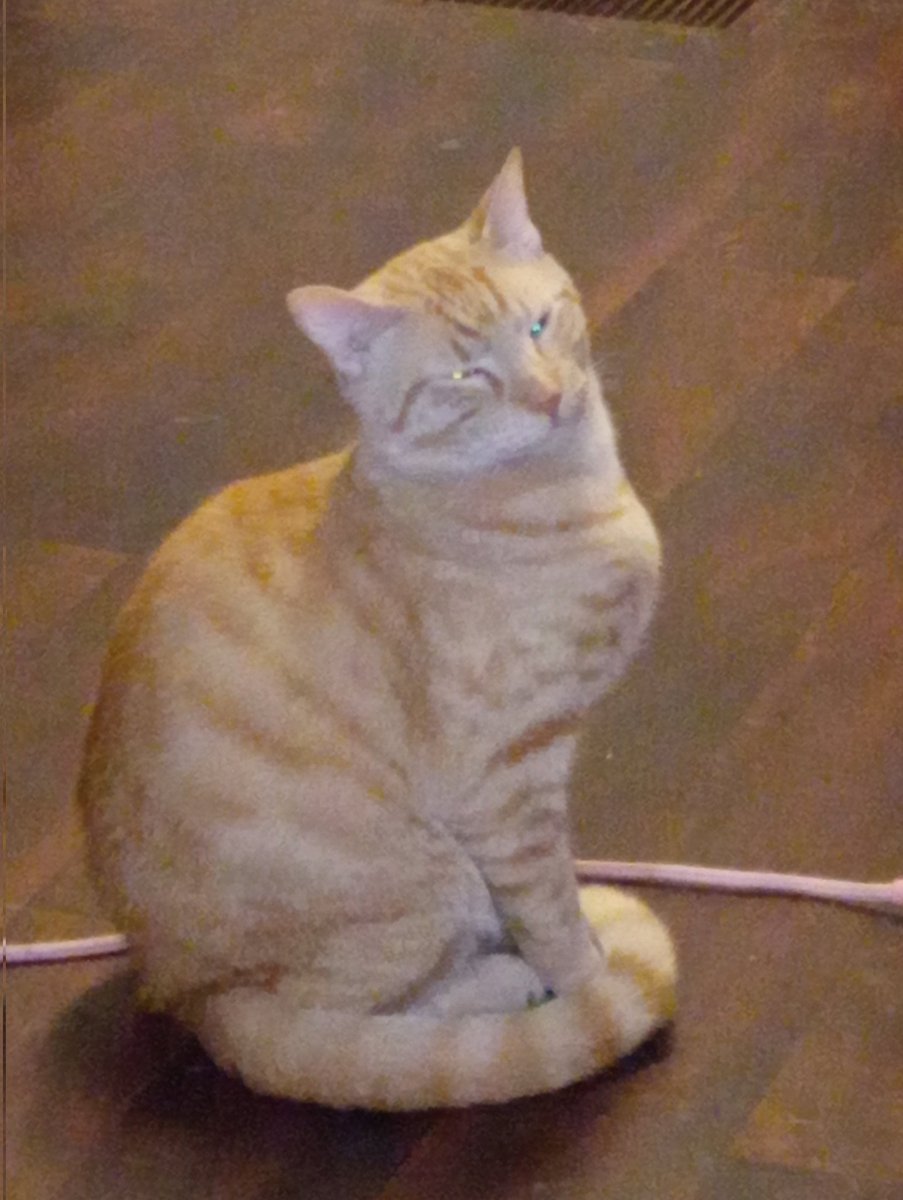 ChristopherJJ12's tweet photo. @brixwe A puss pic https://t.co/UJlTzToAY2