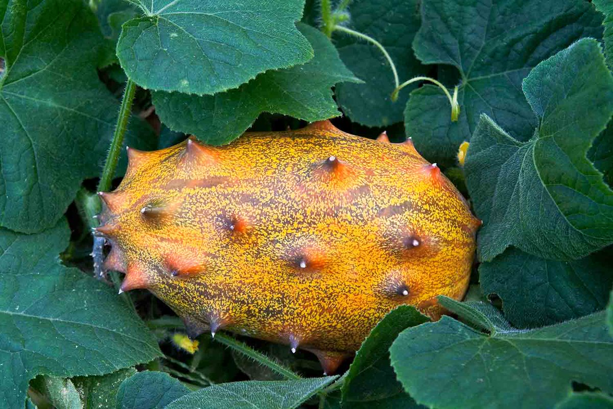 demi_farm's tweet photo. What are the benefits of thorn melon?
In addition to being delicious, kiwano (horned melon) seeds provide several health benefits. They have a significant number of antioxidants that guard against diabetes, heart disease, cancer, and many other disorders. #thornmelon #farming. https://t.co/dvWzIyZp5Y