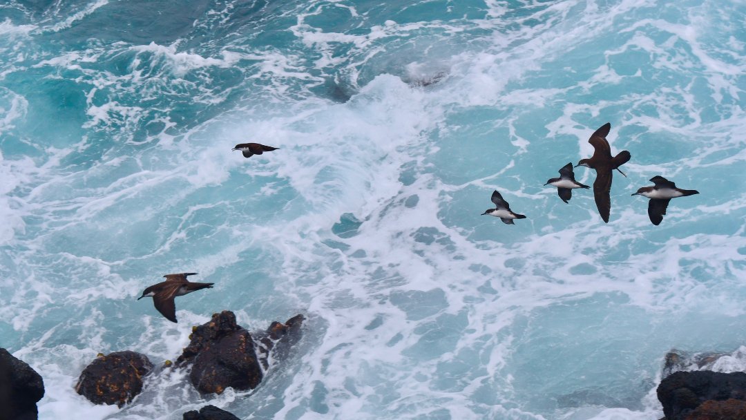 The nutrients seabirds ingest enrich the soil in the form of guano, which promotes healthy vegetation. The rain and surf washes these nutrients into the sea, creating healthy near-shore ecosystems.

Learn more about connector species: tinyurl.com/GalapagosConne…

📷 ©️ Rick Austin