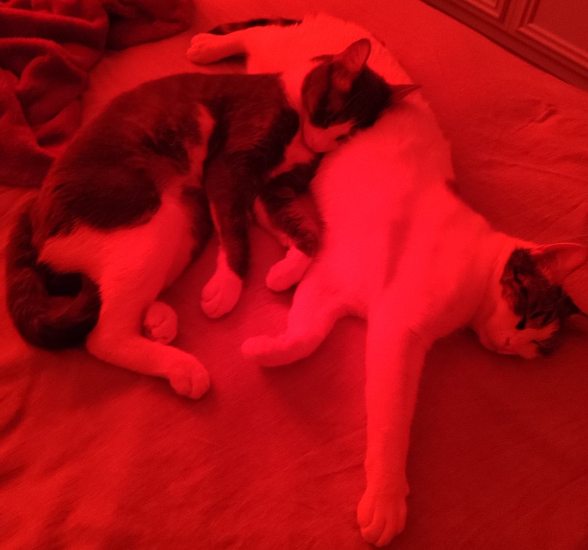 Dünya kediler gününüz kutlu olsun bebiklerim ❤