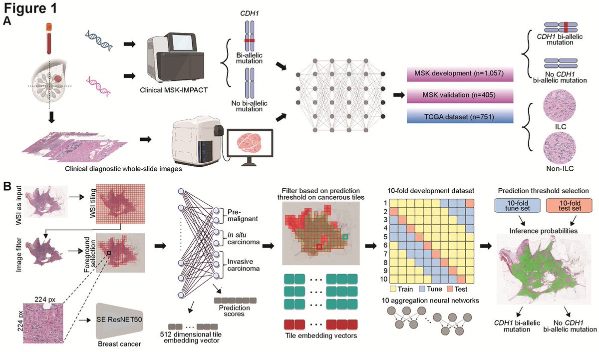 CR_AACR's tweet image. #OnlineFirst in the Convergence Science section—A Genomics-Driven Artificial Intelligence-Based Model Classifies Breast Invasive Lobular Carcinoma and Discovers CDH1 Inactivating Mechanisms, by @FresiaPareja et al. 
bit.ly/4dBios8
@MSKCancerCenter @MSKPathology @paige_ai
