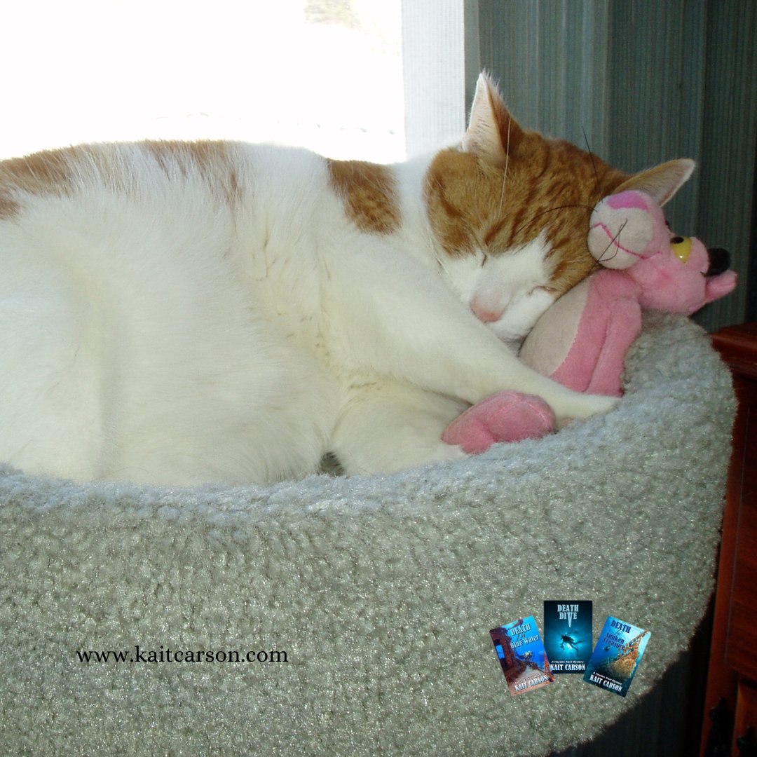 kaitcarson's tweet image. Today is International Cat Day. Fred is dreaming of his friends across the Canadian border. #catsofx #catsoftwitter #catsoffacebook #internationalcatday