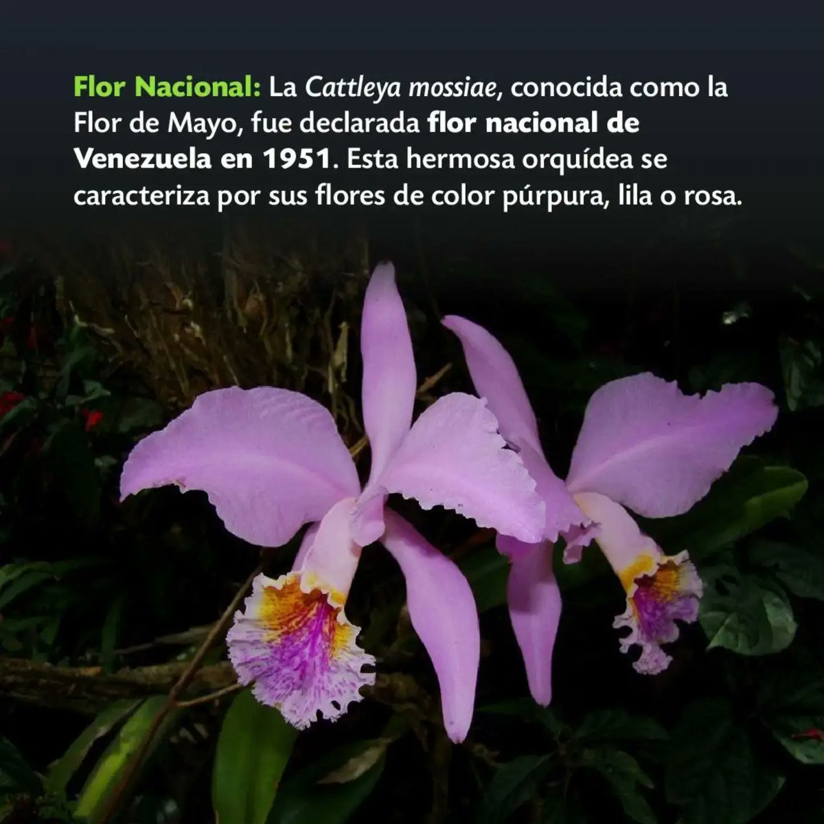 #vitrinaecologica 💚Las orquídeas son flores tropicales que nos cautivan con su belleza y diversidad. 

🇻🇪 En Venezuela, las orquídeas se distribuyen en la Cordillera de la Costa y la Cordillera de los Andes, entre los 800 y 1.500 msnm.