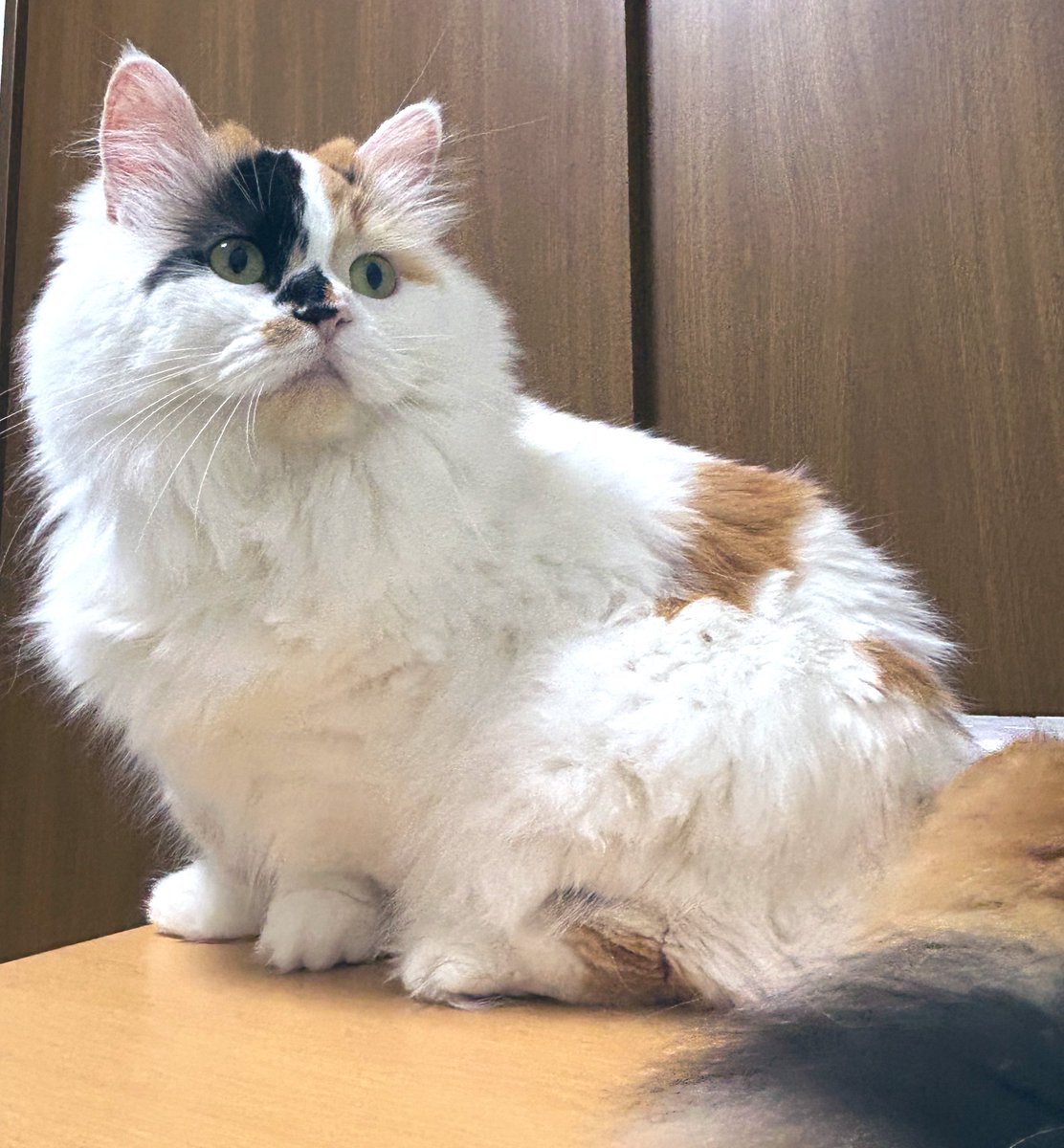 himechan_munch's tweet photo. #世界猫の日 だ！
もこもこまんちかんをごらんください！
it’s #WorldCatDay !
plz look at me being a fluffy little munchkin https://t.co/d4FUzUljyv
