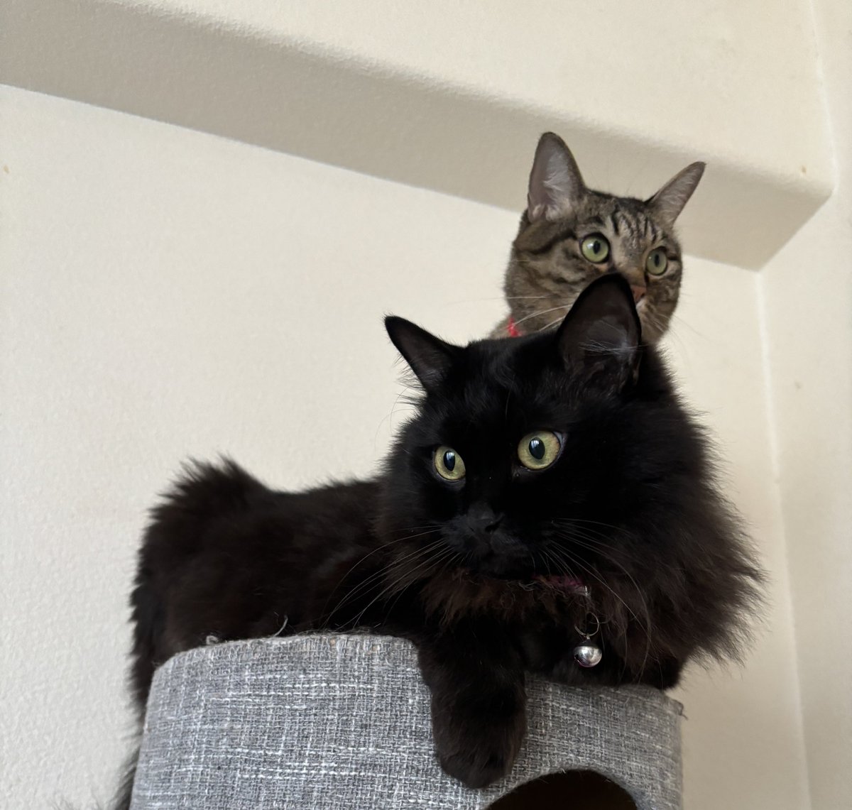 cat_Twins2's tweet photo. 今日は  #世界猫の日 ❕
って事は‼️いっぱい猫を流して良い日！

細身のとんぼ と 最近大台に乗ってしまったじじさん...😵‍💫 https://t.co/Ygs6NnQaSL