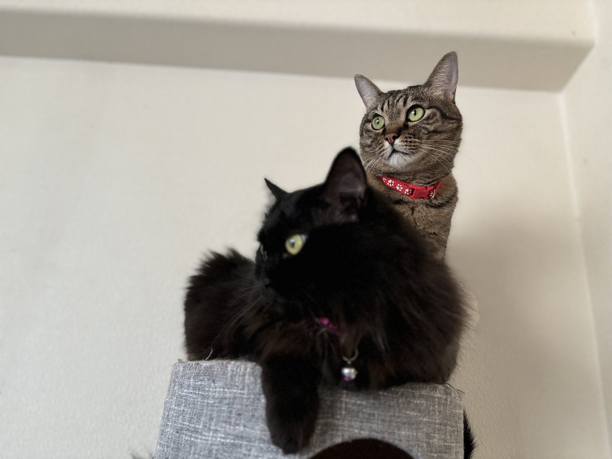 cat_Twins2's tweet photo. 今日は  #世界猫の日 ❕
って事は‼️いっぱい猫を流して良い日！

細身のとんぼ と 最近大台に乗ってしまったじじさん...😵‍💫 https://t.co/Ygs6NnQaSL