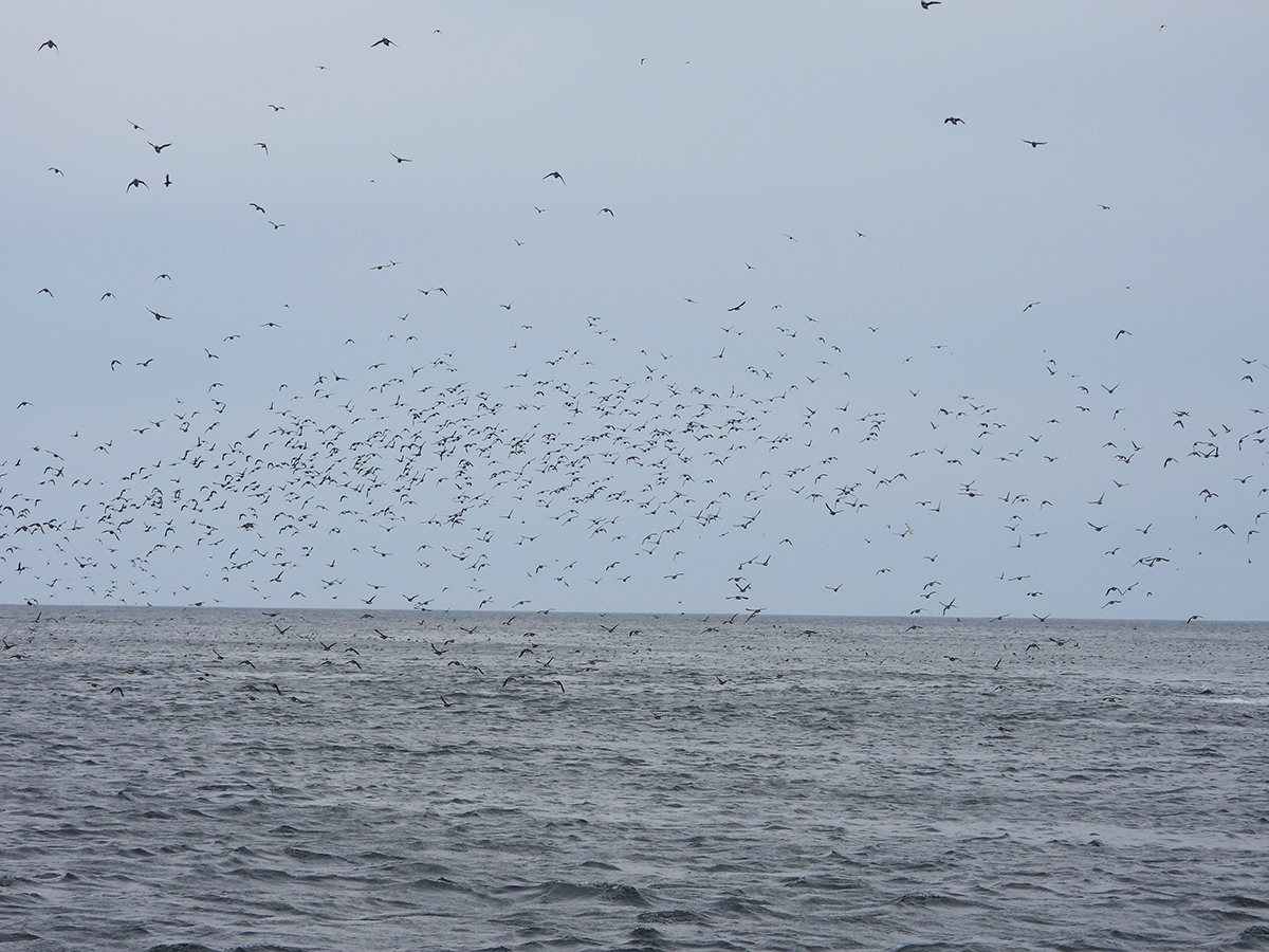 A few puffins otg !! Check it out for yourself with <a href="/mollybawntours/">Whale & Puffin Tours</a> before they leave for the season  #witlessbayecologicalreserve
