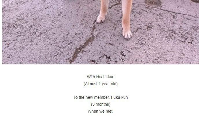 Hachiko Inu tweet media