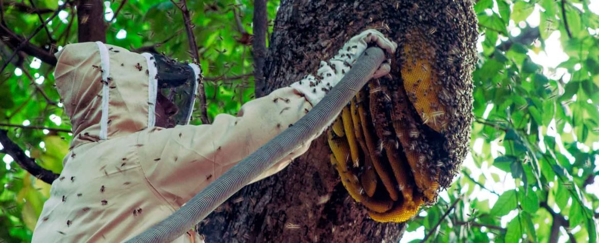 #8Ago #JuevesDeHacerMemoria

Excelente día para leer: "El día de las ponzoñas en Plaza Venezuela".

Para Pablo Alejandro Pérez, rescatar una colmena de estos insectos africanizados es como bailar al son de una salsa brava.

✒️<a href="/Candanguita3/">Teresa Ovalles M</a> 
📸<a href="/YrleanaG/">Yrleana Gómez Oropeza</a> 

📰lainventadera.com/2024/01/19/el-…