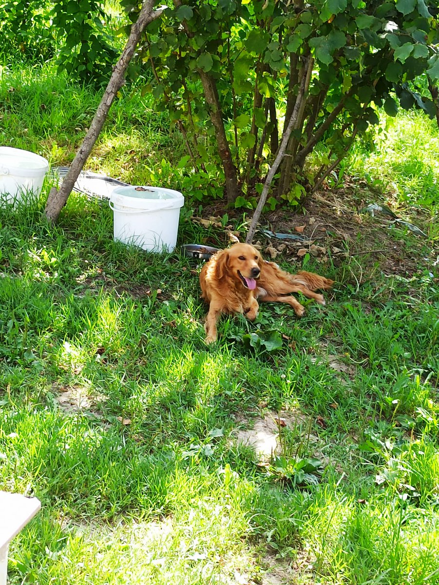St__Owl's tweet photo. Bu gördüğümüz minik dostumuzun adı fındık. Babamlar fındık toplarken davetsiz misafir olarak gelmiş yanlarına muhtemelen şehirden gelip köye bırakıldı. 
Tahminimce 1 yaşında bile değil ve safkan golden cinsi.
Sahiplendirmek istiyoruz gerçekten bir yuvaya ihtiyacı var. Fındık - ceviz sezonu bitene kadar babamlar bakıyor. Bu dostumuzu almak isteyen sahiplenmek isteyen bana dm yoluyla ulaşabilir.