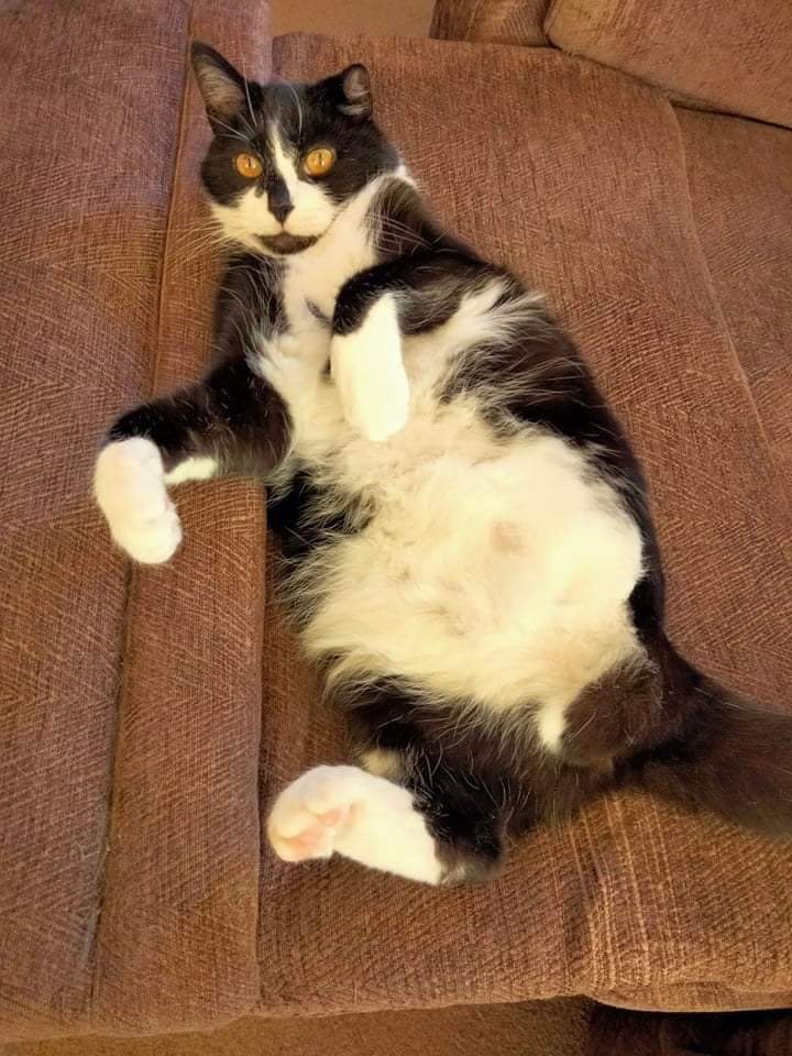 CezG75's tweet photo. @Number10cat Hamish of the three legs is sulking because there are no sun puddles today! Happy #InternationalCatDay everypurrdy😼 https://t.co/DQVFAjiP4D