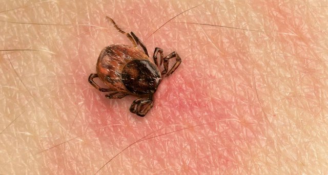 Deutsches Ärzteblatt (@dt_aerzteblatt) on Twitter photo Keine vorbeugende Antibiotikagabe bei Zeckenstich:  Berlin – Bei einem Zeckenstich sollten die Betreffenden nach der Entfernung der Zecke das Hautareal sechs Wochen beobachten. Ohne weitere Symptome ist in dieser Zeit eine Antibiotikagabe nicht… dlvr.it/TBfy59 Keine vorbeugende Antibiotikagabe bei Zeckenstich:  Berlin – Bei einem Zeckenstich sollten die Betreffenden nach der Entfernung der Zecke das Hautareal sechs Wochen beobachten. Ohne weitere Symptome ist in dieser Zeit eine Antibiotikagabe nicht… dlvr.it/TBfy59