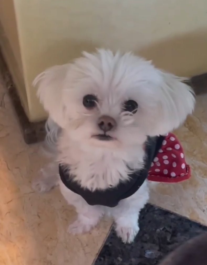 PookuDog's tweet photo. The first malteser running his own way on ethereum.

$Pooku <3 https://t.co/rPjVUD7byl