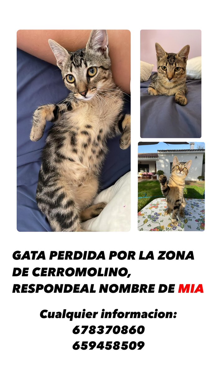 Se me ha perdido mi gatita de 4 meses en Chiclana, en la zona de Cerromolino, porfavor la echamos mucho de menos y es muy cariñosa🙏🏼 Compartid