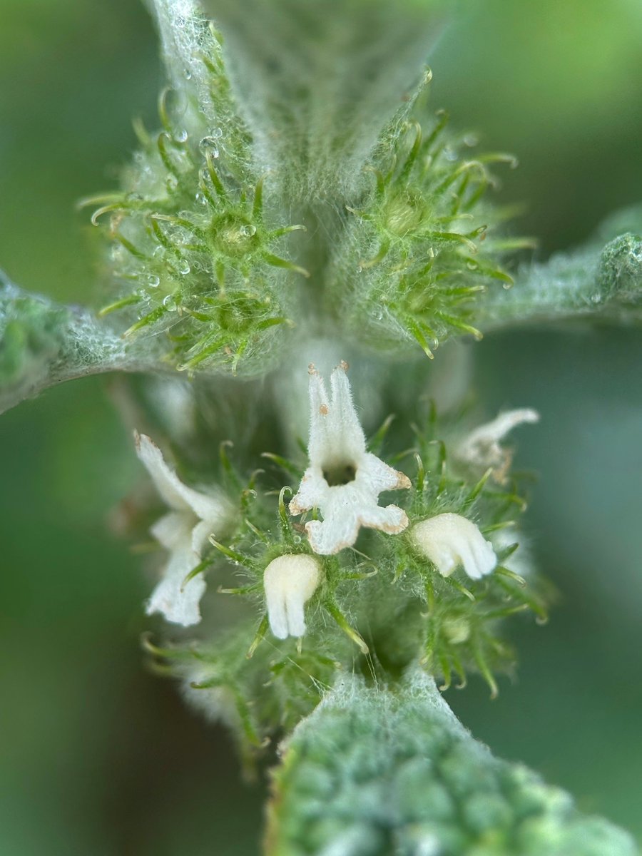 Liz Louise tweet media