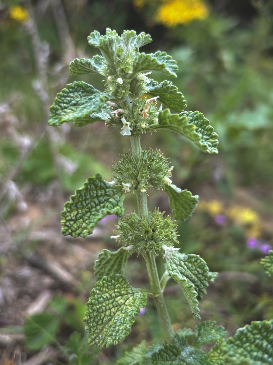 Liz Louise tweet media