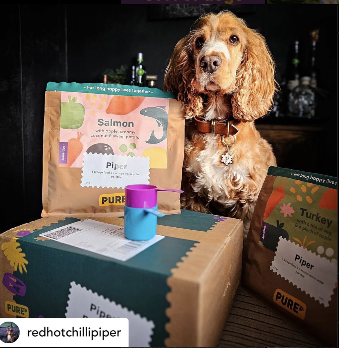 DorsetSeafood's tweet photo. Deliliah loves seafood too! 🐠🍣

Making its Festival debut, we have Pure Pet Food showcasing delicious, healthy food that your beautiful pooch deserves 🐾🐾

Don't forget we are dog friendly - but please make sure to have your well behaved dog on a lead 🐾🐾 https://t.co/b2Id6vpSZo