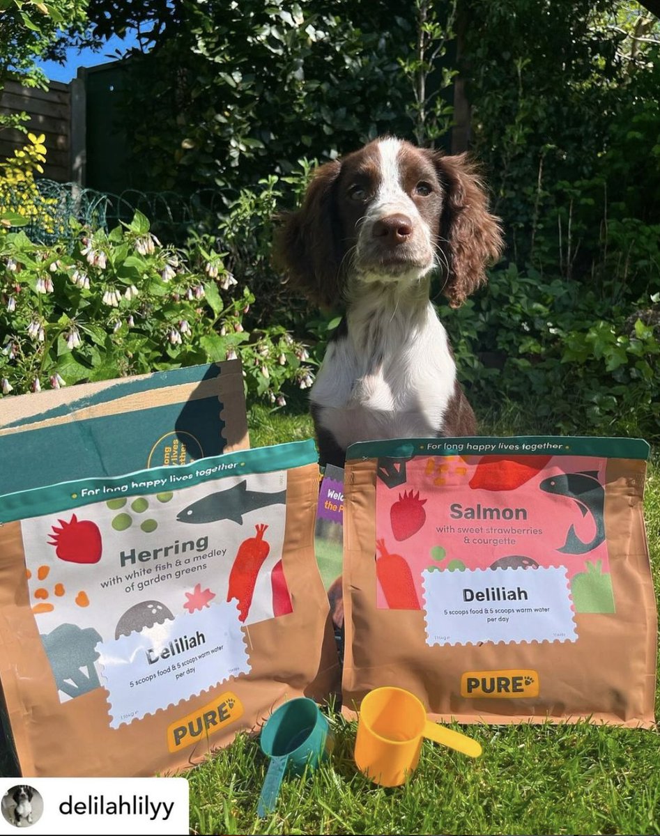 DorsetSeafood's tweet photo. Deliliah loves seafood too! 🐠🍣

Making its Festival debut, we have Pure Pet Food showcasing delicious, healthy food that your beautiful pooch deserves 🐾🐾

Don't forget we are dog friendly - but please make sure to have your well behaved dog on a lead 🐾🐾 https://t.co/b2Id6vpSZo