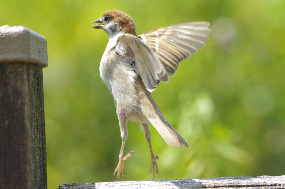 スズメ まぬき THE SECOND on X: 