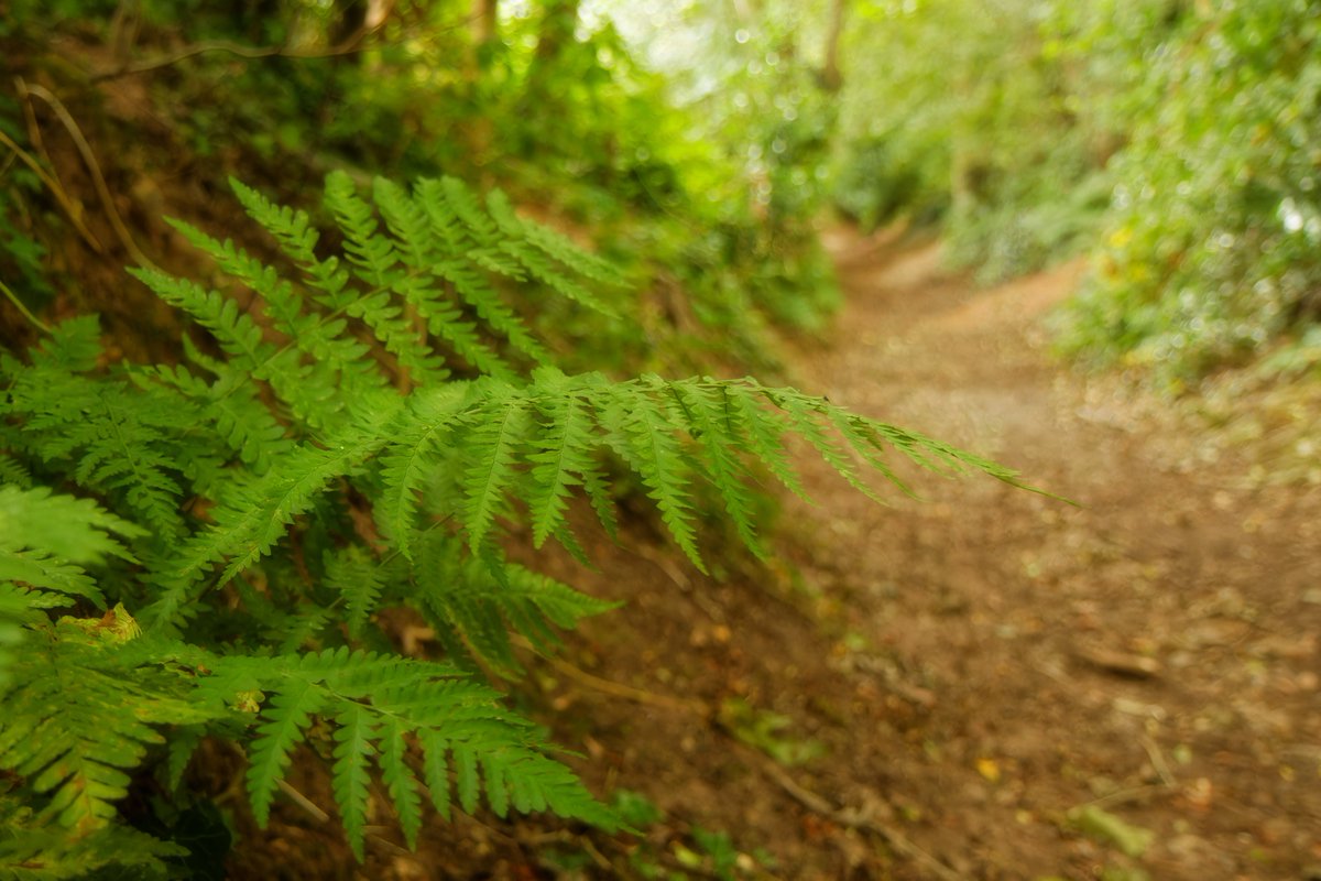 Ferns lining the edge of an ancient holloway in Cheshire.

<a href="/sunkenlanes/">Holloways & Sunken Lanes</a> #HobHeyWood